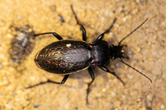Carabus billbergi