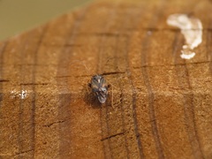 Cyphodema instabilis