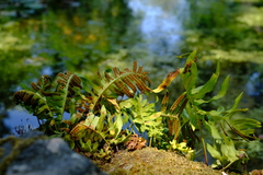 Polypodium