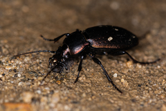 Carabus billbergi