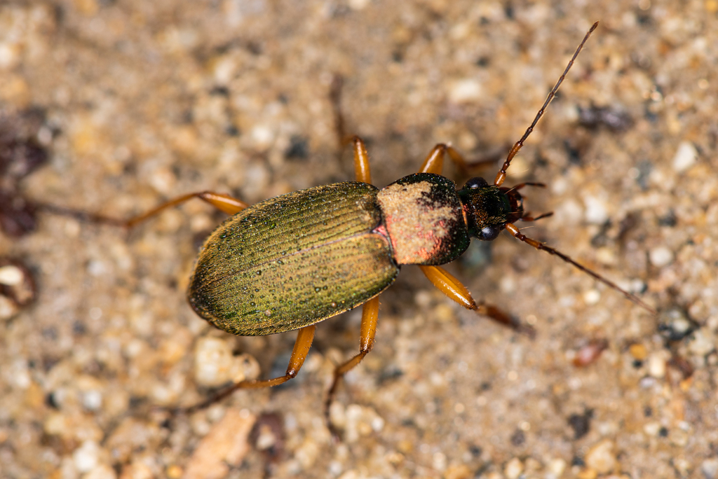 Chlaenius pallipes