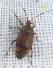 Deraeocoris olivaceus