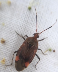 Deraeocoris olivaceus