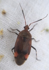 Deraeocoris olivaceus