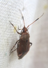 Deraeocoris olivaceus