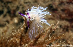 Pteraeolidia ianthina