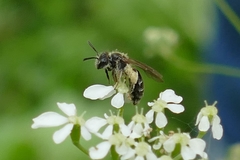 Simandrena