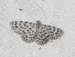 Hymenomima umbelularia