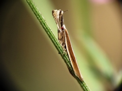 Pleurota aristella