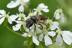 Simandrena