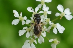 Simandrena