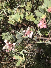 Arctostaphylos pringlei
