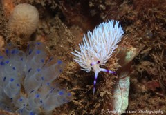 Pteraeolidia ianthina