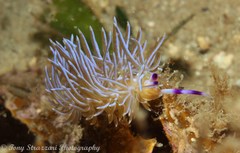 Pteraeolidia ianthina