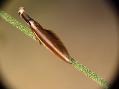 Pleurota aristella