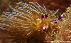Pteraeolidia ianthina