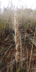 Aristida congesta congesta