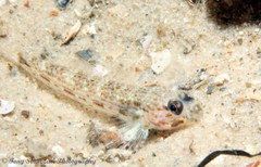 Istigobius hoesei