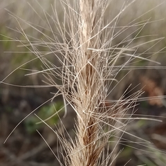 Aristida congesta congesta