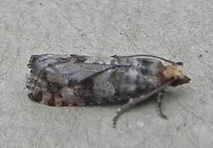 Eucopina