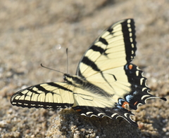 Papilio glaucus