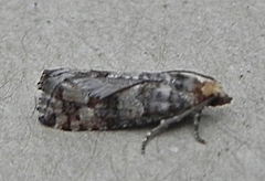 Eucopina