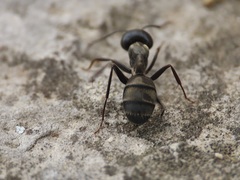 Camponotus micans