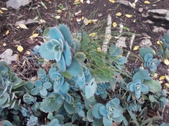 Kalanchoe fedtschenkoi