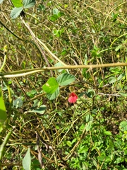 Macroptilium bracteatum