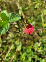 Macroptilium bracteatum