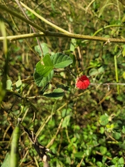 Macroptilium bracteatum