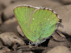 Callophrys rubi