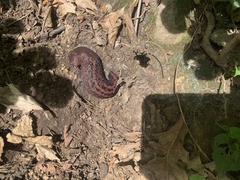 Limax dacampi