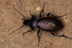Carabus billbergi