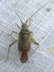 Closterotomus trivialis