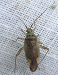 Closterotomus trivialis