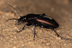 Carabus billbergi