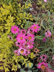 Zinniinae