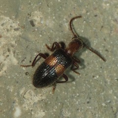Cymatodera aegra