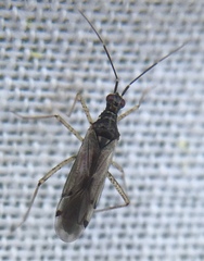 Dicyphus errans