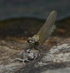 Burmagomphus vermicularis