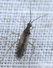 Dicyphus errans