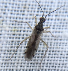 Dicyphus errans