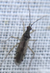 Dicyphus errans