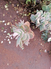 Kalanchoe fedtschenkoi