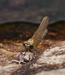 Burmagomphus vermicularis