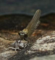 Burmagomphus vermicularis