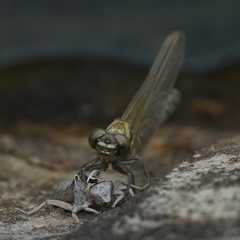 Burmagomphus vermicularis