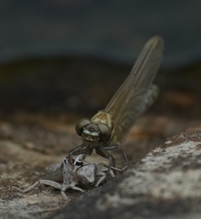 Burmagomphus vermicularis