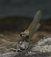 Burmagomphus vermicularis